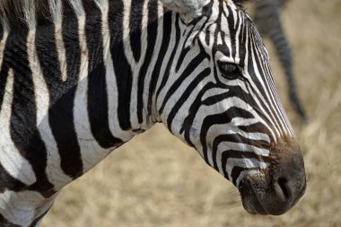 Zebra Tanzanya 'daki Serengeti Parkı' nda