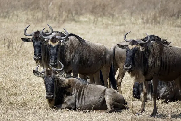 Tanzanya 'daki Serengeti' de vahşi hayvan