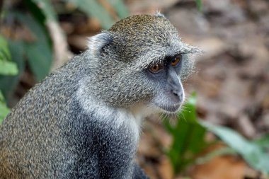 Zanzuibar adasındaki Jozani ormanındaki vervet maymunu.
