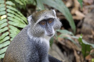 Zanzuibar adasındaki Jozani ormanındaki vervet maymunu.