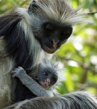 Zanzibar kırmızı kolobus maymunu (Piliocolobus kirkii)