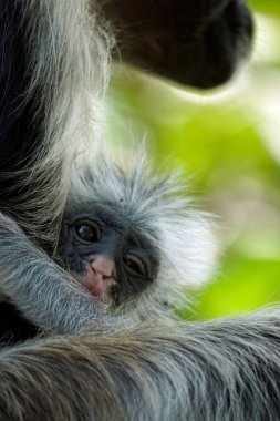 zanzibar red colobus monkey (Piliocolobus kirkii) clipart