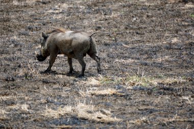 Tanzanya 'daki Serengeti ovasında yaban domuzu