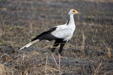 Tanzanya 'daki Serengeti Ulusal Parkı' nda sekreter kuş.