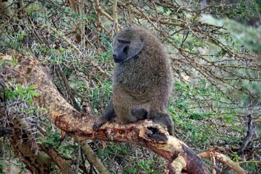 Babun, Serengeti 'de bir ağaçta oturuyor. 