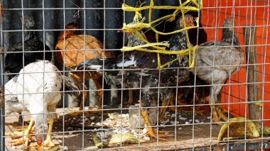 Zanzibar adasındaki ünlü bir marketten alınmış kafeste tavuk.