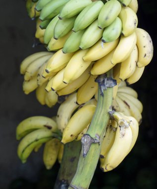 Zanzibar adasındaki yerel bir çiftçi pazarından taze meyve.