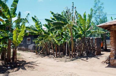 Zanzibar adasındaki basit bir köy.