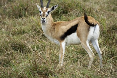 Thomson ceylanı Tanzanya 'daki Serengeti' de