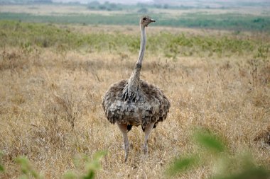 Tanzanya 'daki Serengeti parkında devekuşu.