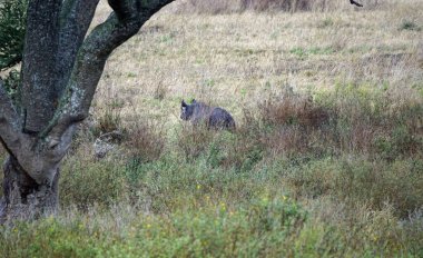 Serengeti 'nin bozkırında kocaman bir gergedan