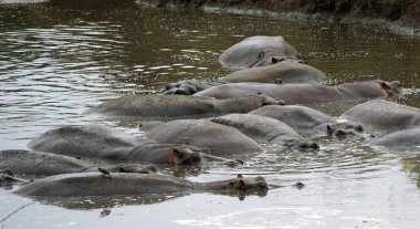 Bir grup hipopotam Tanzanya 'daki Serengeti' de bir gölette