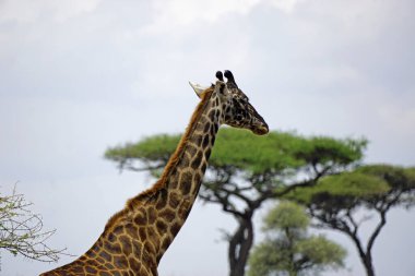 Tanzanya 'daki Serengeti parkında zürafa