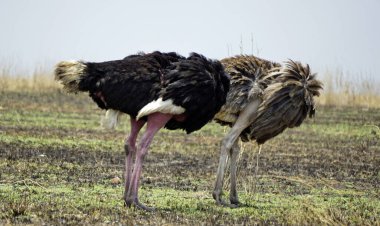 Tanzanya 'daki Serengeti parkında devekuşu.