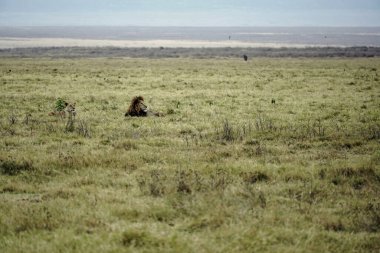 Erkek ve dişi aslan serengeti 'nin bozkırlarında yatıyor.