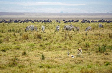 Serengeti ovasında zebra ve vahşi hayvan sürüsü