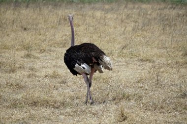 Tanzanya 'daki Serengeti parkında devekuşu.