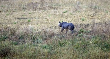 Serengeti 'nin bozkırında kocaman bir gergedan