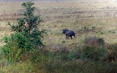 Serengeti 'nin bozkırında kocaman bir gergedan