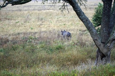 Serengeti 'nin bozkırında kocaman bir gergedan