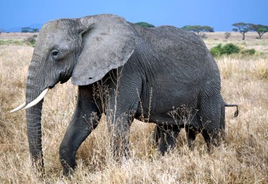 Tanzanya 'daki Serengeti parkında yaşayan vahşi bir fil.