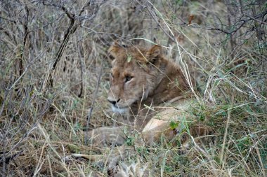 Erkek ve dişi aslan serengeti 'nin bozkırlarında yatıyor.