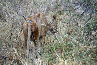 Erkek ve dişi aslan serengeti 'nin bozkırlarında yatıyor.