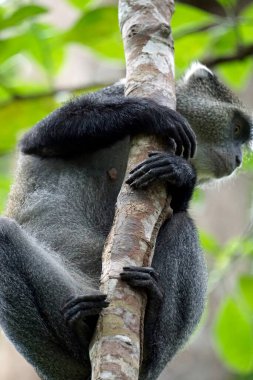 Zanzuibar adasındaki Jozani ormanındaki vervet maymunu.