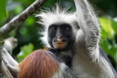 zanzibar red colobus monkey (Piliocolobus kirkii) clipart