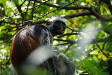 Zanzibar kırmızı kolobus maymunu (Piliocolobus kirkii)