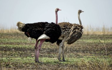 Tanzanya 'daki Serengeti parkında devekuşu.