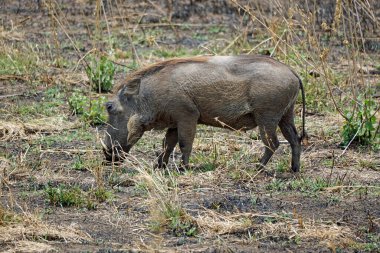 Tanzanya 'daki Serengeti ovasında yaban domuzu