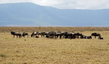 Tanzanya 'daki Serengeti' de vahşi hayvan