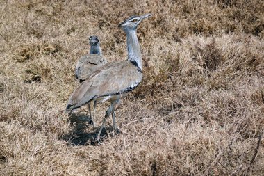 Tanzanya 'daki Serengeti Parkı' nda harika bir adam.