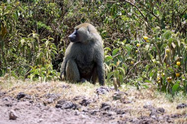 Boboon engebeli serengeti arazisinde yürüyor.