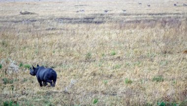 Serengeti 'nin bozkırında kocaman bir gergedan