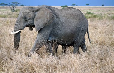 Tanzanya 'daki Serengeti parkında yaşayan vahşi bir fil.