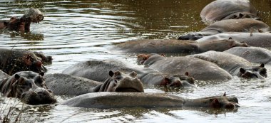 Bir grup hipopotam Tanzanya 'daki Serengeti' de bir gölette