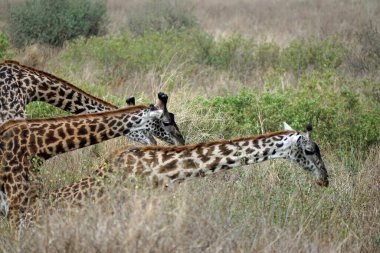 Tanzanya 'daki Serengeti parkında zürafa