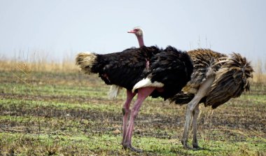 Tanzanya 'daki Serengeti parkında devekuşu.