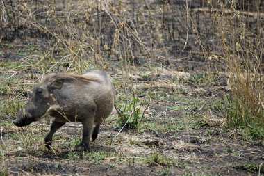 Tanzanya 'daki Serengeti ovasında yaban domuzu