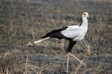Tanzanya 'daki Serengeti Ulusal Parkı' nda sekreter kuş.