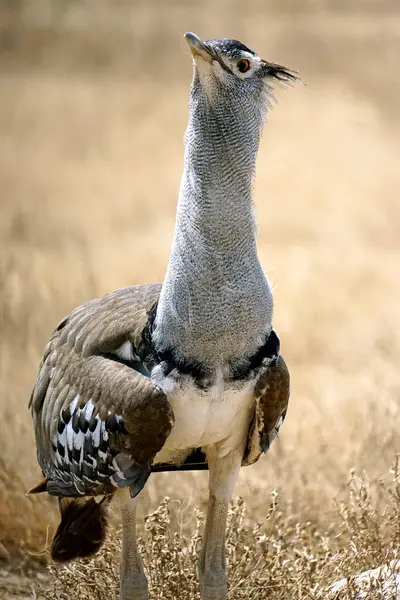 Tanzanya 'daki Serengeti Parkı' nda harika bir adam.