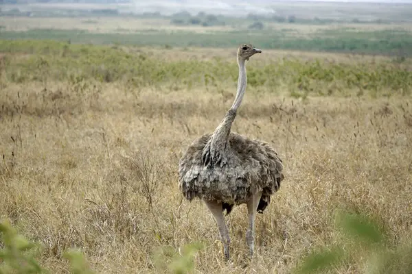 Tanzanya 'daki Serengeti parkında devekuşu.