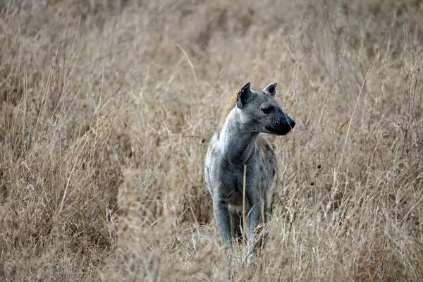 Tazania 'daki Serengeti Parkı' ndaki sırtlan.