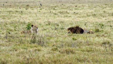 Erkek ve dişi aslan serengeti 'nin bozkırlarında yatıyor.