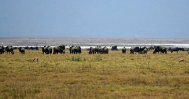 Tanzanya 'daki Serengeti' de vahşi hayvan