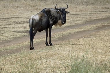 wildebeast in the serengeti in tanzania clipart