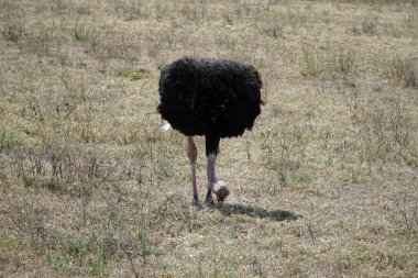 Tanzanya 'daki Serengeti parkında devekuşu.