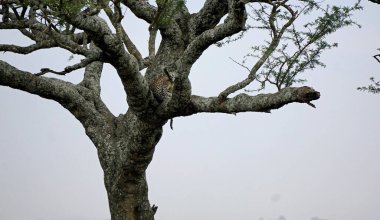 Tanzanya 'daki Serengeti parkında bir ağaçta çita